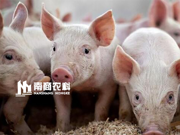 行情小幅回彈轉暖，風口上“搖搖欲墜”的豬價，是否能再次起飛，重現輝煌？