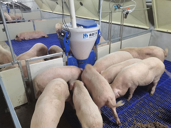 養(yǎng)豬場精準飼喂真的節(jié)約飼料嗎？