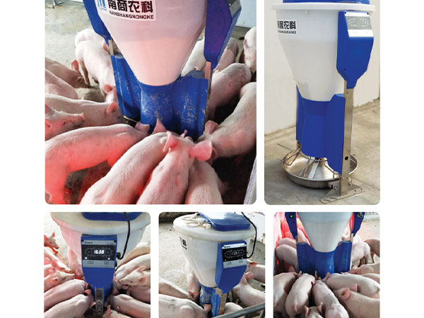 豬企公布養豬數據，養豬成本控制應該注意這幾點