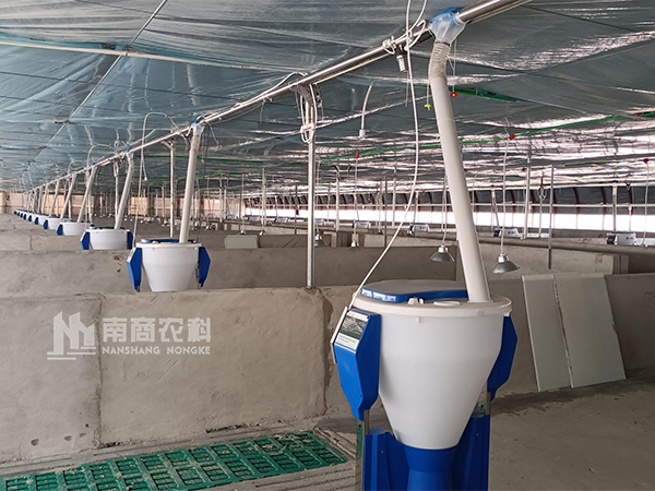 豬自由采食槽如何提高保育豬成活率？