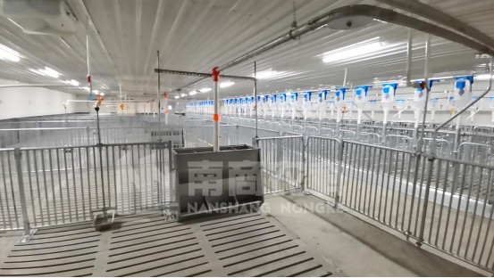 豬場過“年關(guān)”，這些事情千萬要做好！