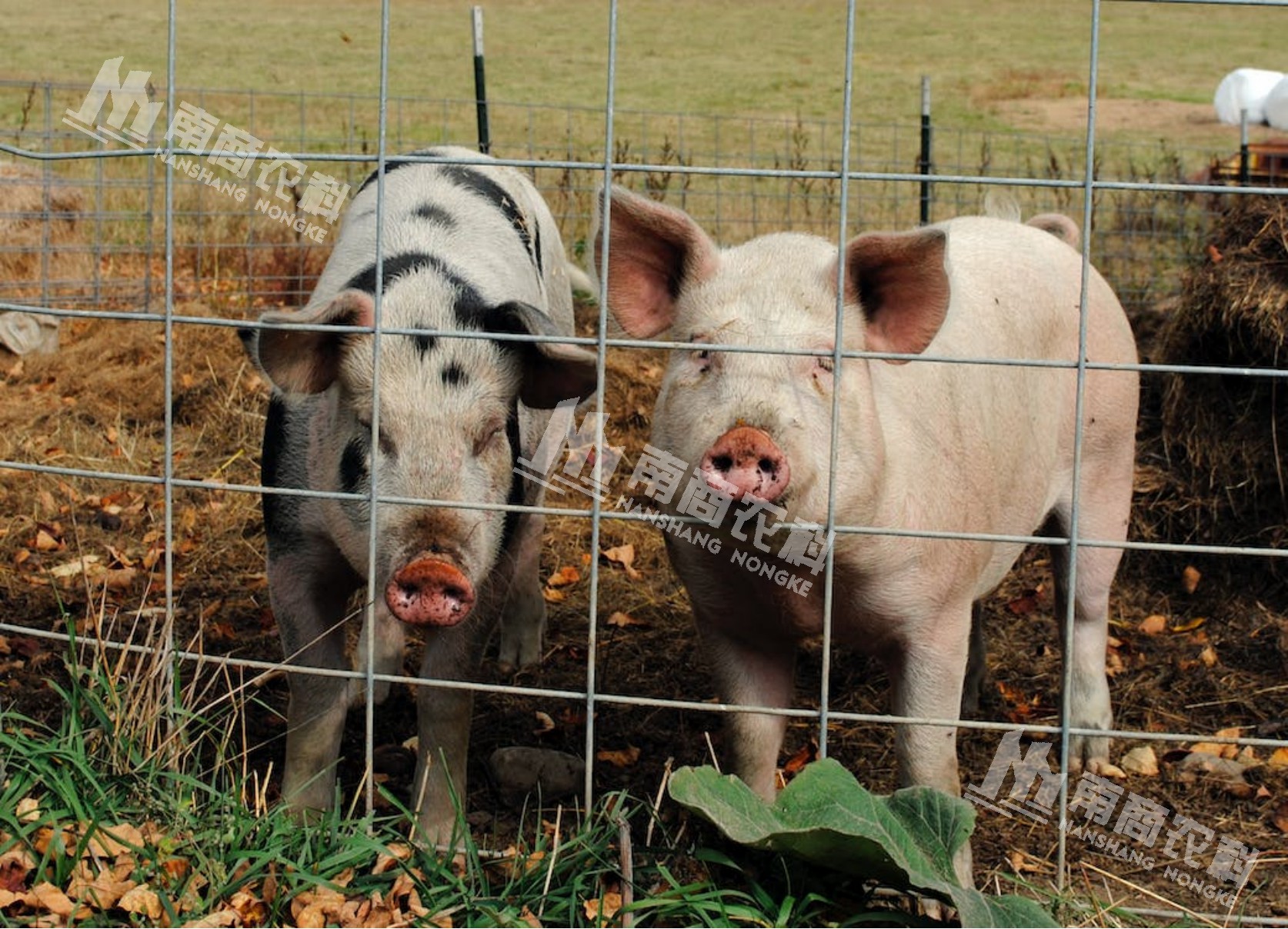 養豬生喂還是熟喂？干料還是濕料好？