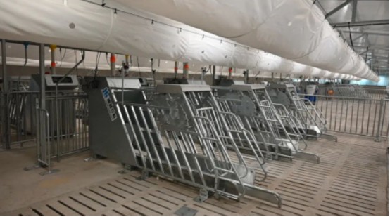 智能化母豬飼養5