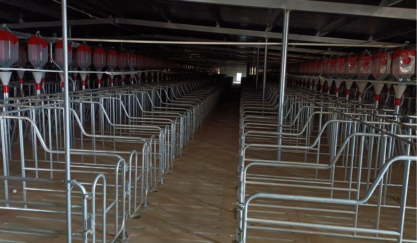 智能化母豬飼養