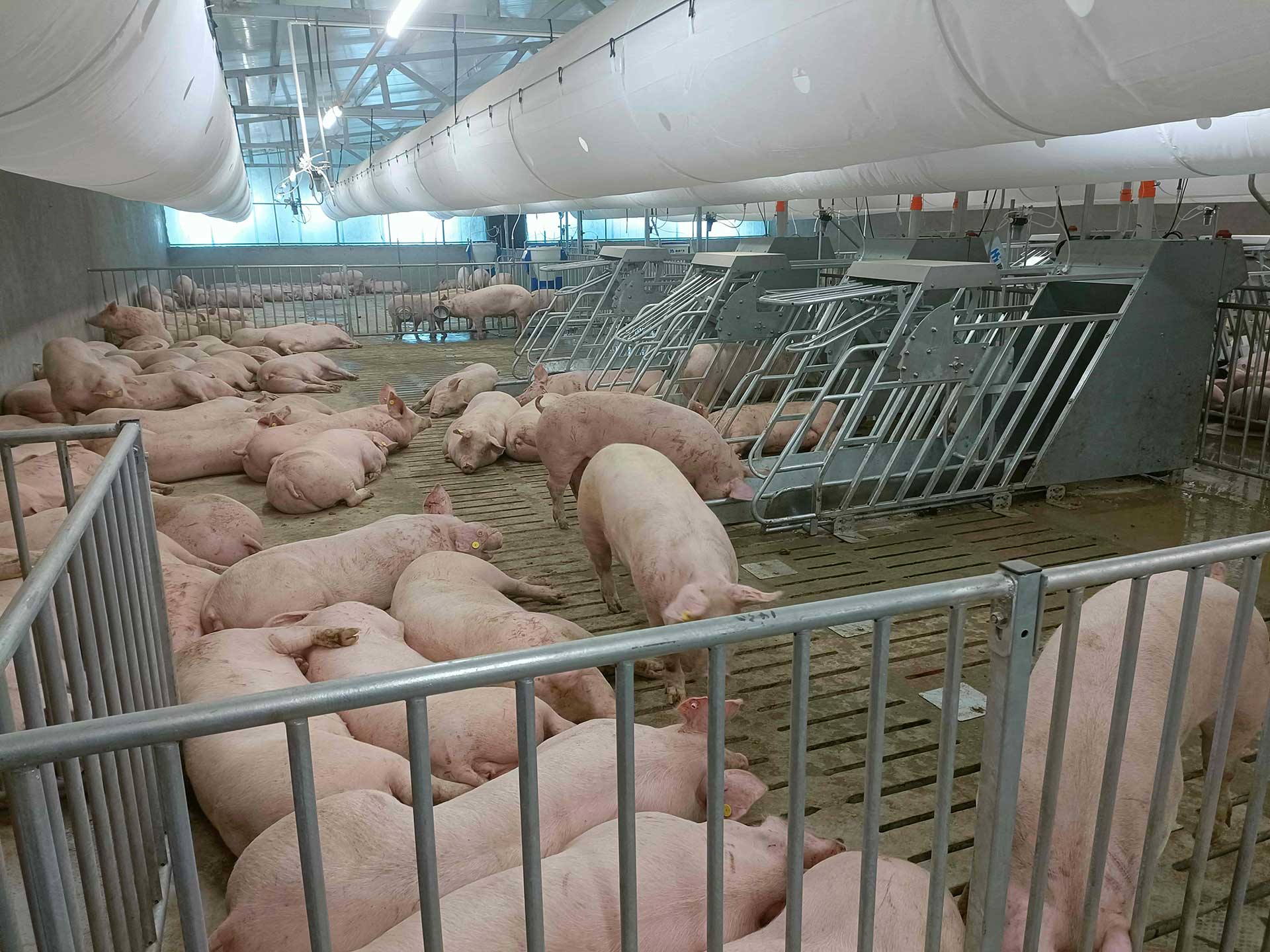 智能化母豬飼養技術的優勢介紹