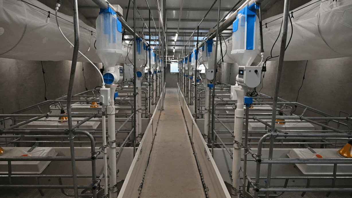 智能化母豬飼養6