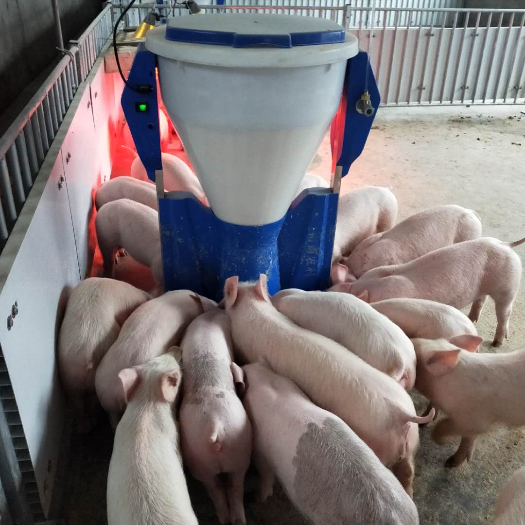 2000頭的育肥豬場用粥料飼喂模式好還是用液態飼喂飼喂好