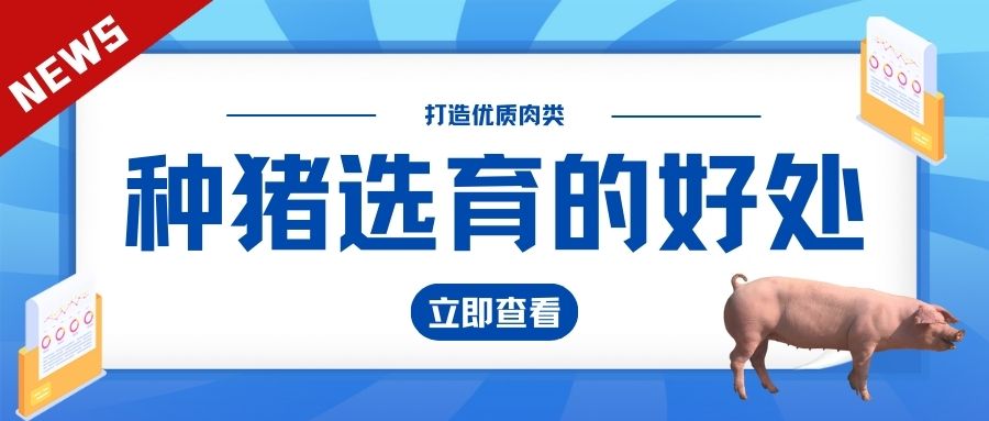 打造優質肉類：種豬選育的好處和必要性 ?