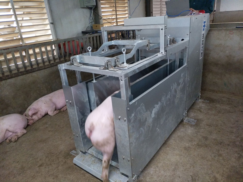 推進中國養豬業高質量發展