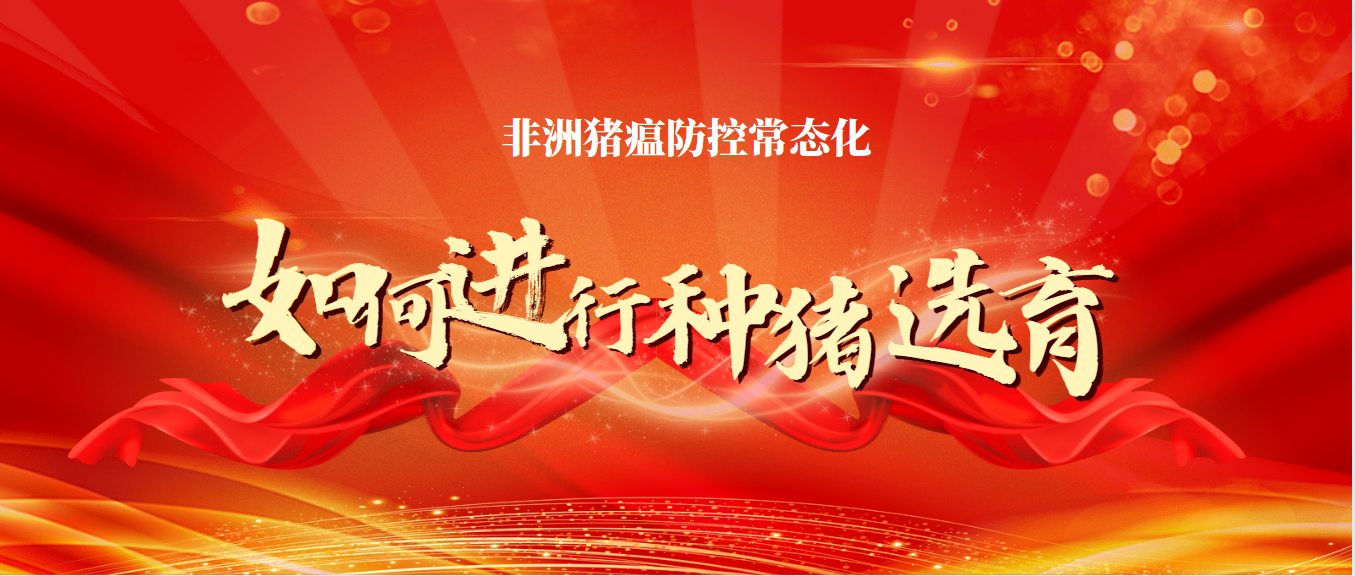 非洲豬瘟防控常態化下如何進行種豬選育？這幾點很重要